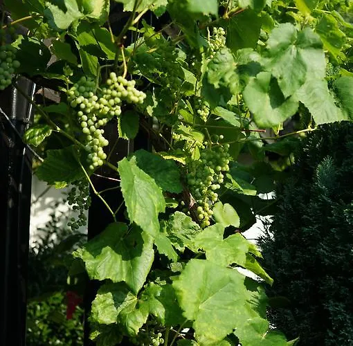 芬恩度假公寓 *