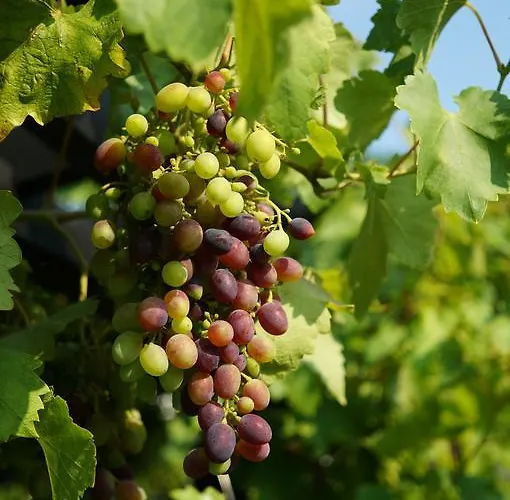 芬恩度假公寓 公寓 *